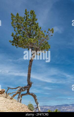 Ponderosa Pine mit exponierten Wurzeln wächst auf einem trockenen Hügel gegen den wolkigen blauen Himmel auf dem Land, der den Bryce Canyon National Park umgibt Stockfoto