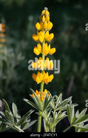 Nahaufnahme einer einzigen gelben Lupinenblume, isoliert auf einem weichen grünen unscharfen Hintergrund. Vertikales Bild des lupinus arboreus, der auf einem Feld wächst Stockfoto