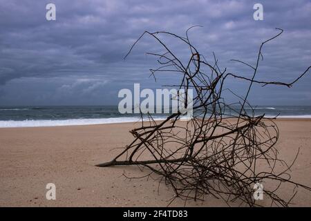 Großer getrockneter Ast vom Baum, der von der an Land gebracht wird Meeresströmungen und liegen auf dem Sand in leerem Strand Mit dem Ozean im Hintergrund Stockfoto