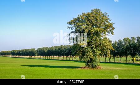 In den Sommerfeldern in der Nähe des kleinen holländischen Dorfes Wilp steht an einem Septembertag ein großer Baum hoch. Es gibt auch eine Straße mit einer Reihe von Bäumen ne Stockfoto