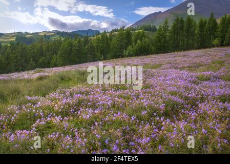 Schöne leuchtend blaue Blüten der Geranie (Geranium pratense) auf einer grünen Wiese auf einem Berghang vor einem Hintergrund von Wald und Himmel mit Wolken. Stockfoto