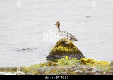 Red-breasted Prototyp - weibliche Mergus Serrator Island BI026148 Stockfoto