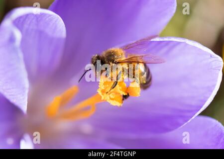 Honigbiene - APIs mellifera - Sammeln von Pollen aus Krokus Stockfoto