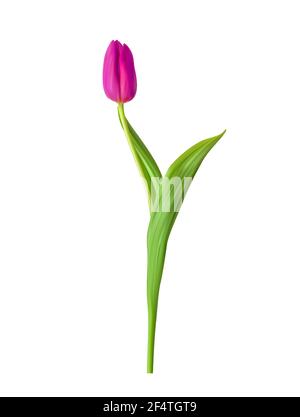 Naturalistische 3D-Ansicht der rosa blühenden Tulpe mit grünen Blättern auf weißem Hintergrund. Vektorgrafik Stock Vektor