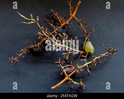 22 Mär 2021 Traubenstängel nach einem gefressenen Trauben. Die restlichen Stämme in einem dunklen Hintergrund Studio erschossen Lokgram Kalyan Maharashtra Indien Stockfoto