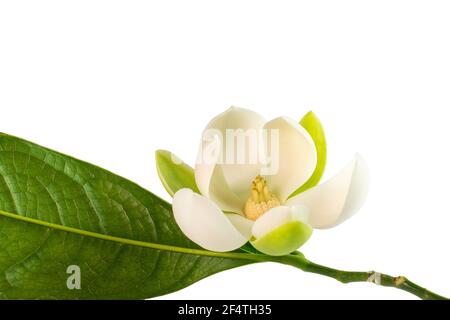 Weiße Magnolienblüte (Magnolia grandiflora) auf weißem Hintergrund. Genannt Evegrün Magnolia, Bull Bay, Bullbay Magnolia, Laurel Magnolia und Loblly M Stockfoto