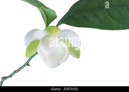 Weiße Magnolienblüte (Magnolia grandiflora) auf weißem Hintergrund. Genannt Evegrün Magnolia, Bull Bay, Bullbay Magnolia, Laurel Magnolia und Loblly M Stockfoto