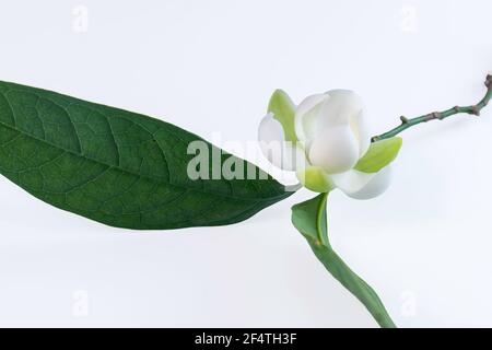 Weiße Magnolienblüte (Magnolia grandiflora) auf weißem Hintergrund. Genannt Evegrün Magnolia, Bull Bay, Bullbay Magnolia, Laurel Magnolia und Loblly M Stockfoto