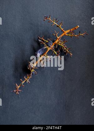 22 Mär 2021 Traubenstängel nach einem gefressenen Trauben. Die restlichen Stämme in einem dunklen Hintergrund Studio erschossen Lokgram Kalyan Maharashtra Indien Stockfoto