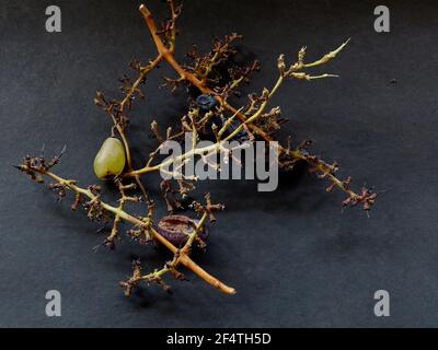 22 Mär 2021 Traubenstängel nach dem Verzehr von Trauben. Die restlichen Stämme in einem dunklen Hintergrund Studio erschossen Lokgram Kalyan Maharashtra Indien Stockfoto