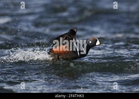 Harlekin-Ente - männliche Steamboating auf rauhem Wasser Histrionicus Histrionicus Island BI026207 Stockfoto