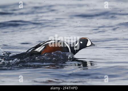 Harlekin-Ente - männliche Steamboating auf rauhem Wasser Histrionicus Histrionicus Island BI026212 Stockfoto