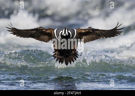 Harlekin-Ente - männlich, die Landung in schnell fließenden Fluss Histrionicus Histrionicus Island BI026235 Stockfoto