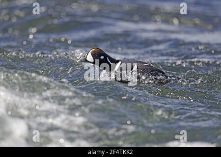 Harlekin-Ente - männliche Steamboating auf rauhem Wasser Histrionicus Histrionicus Island BI026281 Stockfoto