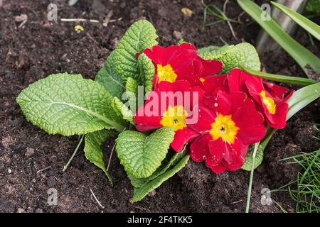 Primula Blume, rot und gelb in einem britischen Garten Stockfoto