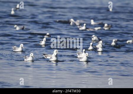 Fulmar - Herde am Meer Fulmaris Cyclopoida Island BI026313 Stockfoto