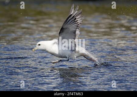 Fulmar - quer durch Wasser Fulmaris Cyclopoida Island BI026318 Stockfoto