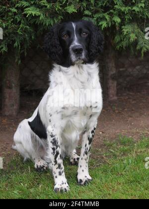 Ein wunderschöner schwarz-weißer Spaniel, der in einem Garten sitzt. Stockfoto