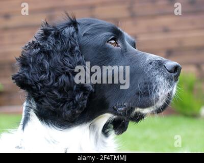 Eine schöne schwarz-weiße Spaniel Kopf Schuss. Stockfoto