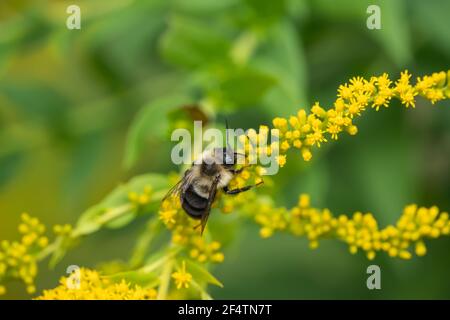 Hummel auf Goldrud Blumen im Sommer Stockfoto