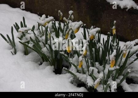 Die Knospen der ersten Frühlingsblumen Narzisse bedeckt mit weißem Schnee im Frühjahr. Stockfoto