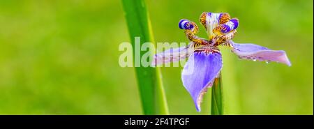 Nahaufnahme von Regentropfen auf einer blühenden Irisblume Stockfoto