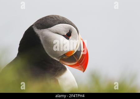 Atlantischer Papageientaucher - KopfgehotFratercula arctica Latrabjerg, Island BI026490 Stockfoto