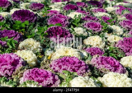 Zierkohl und Grünkohl (auch als „blühender“ Kohl und Grünkohl bekannt) gehören zu den gleichen Arten (Brassica oleracea) wie Esskohl und Brokkoli. Stockfoto