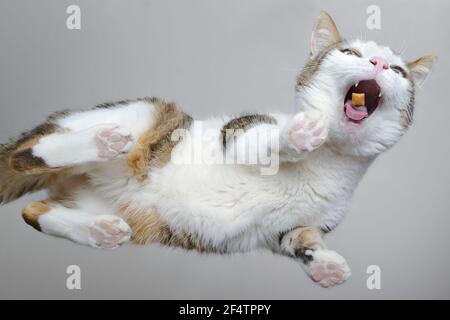 Unterseite der lustigen tabby Katze, die Leckereien isst. Stockfoto