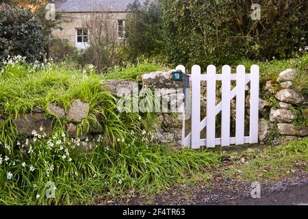 Allium triquetrum am Eingang eines typischen bretonischen Hauses in Port-Blanc, Bretagne, Frankreich Stockfoto