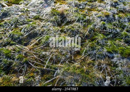 Eismuster auf einem gefrorenen Moorpool auf Fairfield, Lake District, Großbritannien. Stockfoto