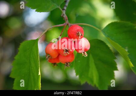 Viele kleine rote Paradiesäpfel auf dem Ast des Apfelbaums. Herbsterntekonzept. Stockfoto