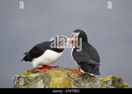 Atlantic Puffin - Paar Bill fencingFratercula arctica Latrabjarg, Island BI026509 Stockfoto