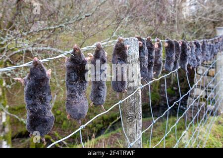 Mans Durst nach Tötung jeder und alle Witlife. Maulwürfe aufgereiht auf einem verbarbten Drahtzaun in der Nähe von Ullswater, Lake District, Großbritannien. Stockfoto