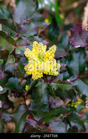 Oregon Grape, Mahonia aquifolium, Gelbe Wildblume in einer Hecke, Honington Village, in der Nähe von Grantham, Licolnshire, England. Stockfoto