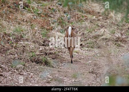 Rückansicht eines Muntjac Deer mit dem Schwanz nach oben Im Wald von Dean Stockfoto