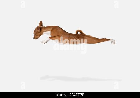 Niedlichen Welpen von Basenji Hund posiert isoliert auf weißem Hintergrund Stockfoto