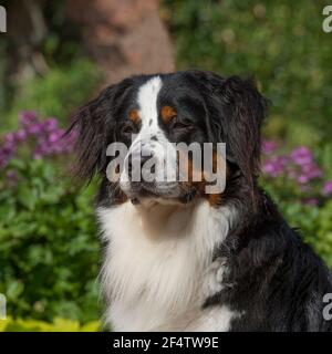 Erwachsenen Stockfoto