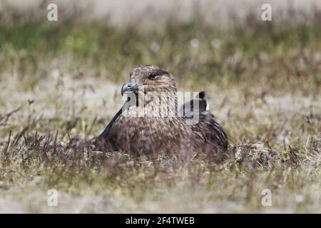 Great Skua - auf nestCatharacta skua Island BI026538 Stockfoto