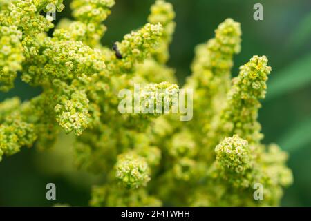 Sumac Blumen in Blüte im Sommer Stockfoto