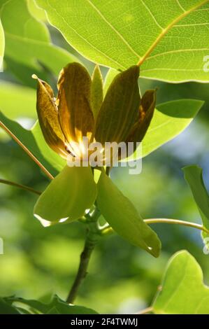 Chinesische Tulpenbaumblumen sonnen sich im Sonnenlicht. Stockfoto