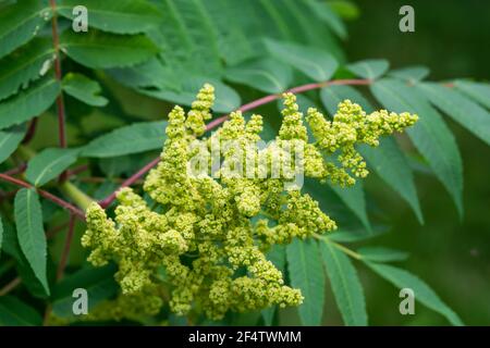 Sumac Blumen in Blüte im Sommer Stockfoto
