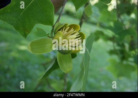 Chinesische Tulpenbaumblumen sonnen sich im Sonnenlicht. Stockfoto