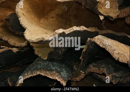 Geerntete Korkeiche wartet auf die Sammlung durch die wiine Produzenten für die Verwendung als Flaschenstopfen. Stockfoto