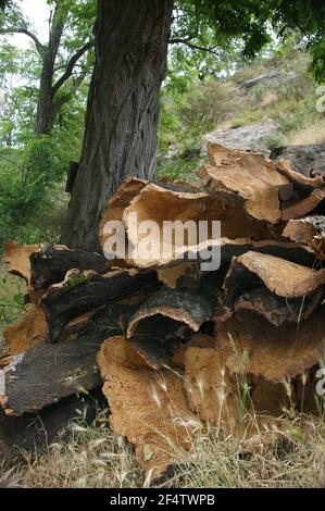 Geerntete Korkeiche wartet auf die Sammlung durch die wiine Produzenten für die Verwendung als Flaschenstopfen. Stockfoto