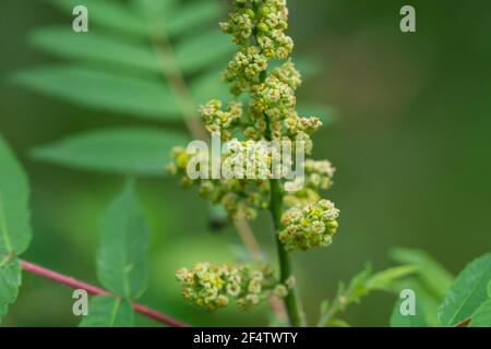 Sumac Blumen in Blüte im Sommer Stockfoto