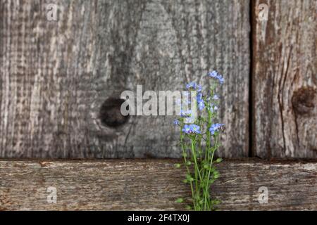 Bouquet von wilden kleinen blauen Blumen auf einem hölzernen alten Hintergrund. Draufsicht mit einer Kopie des Speicherplatzes. Stillleben im Sommer Stockfoto