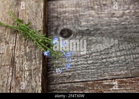 Bouquet von wilden kleinen blauen Blumen auf einem hölzernen alten Hintergrund. Draufsicht mit einer Kopie des Speicherplatzes. Stillleben im Sommer Stockfoto