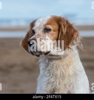 Brittany Spaniel Hund Stockfoto