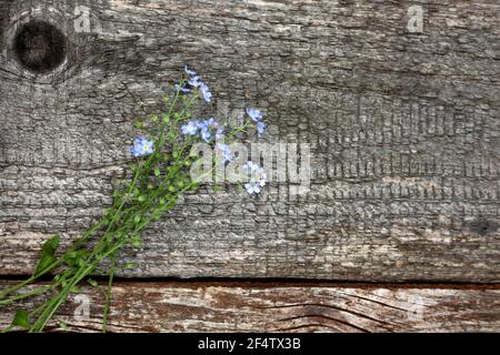 Bouquet von wilden kleinen blauen Blumen auf einem hölzernen alten Hintergrund. Draufsicht mit einer Kopie des Speicherplatzes. Stillleben im Sommer Stockfoto